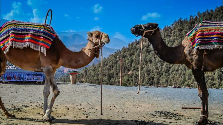 Best time to visit Marrakech for solo Travelers