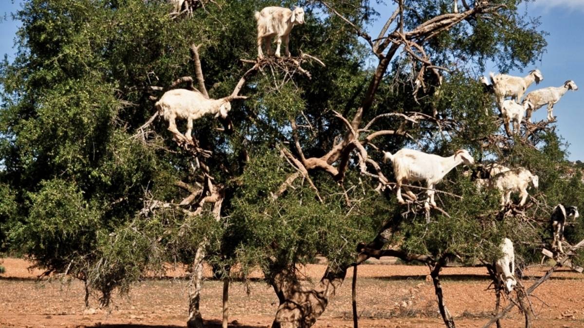 White goats perched high in an argan tree in rural Morocco, balancing on gnarled branches under a clear blue sky symbolizing the deep, symbiotic relationship between Amazigh communities, livestock, and the ancient argan forest near Tamanar.