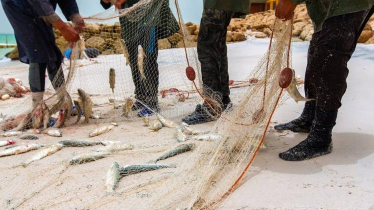 Three fishermen in worn boots and salt-stained pants sort their morning catch from a handwoven net on Dakhla’s shore no scales, no market rush, just hands that know which fish to keep, which to share, and which to return symbolizing a tradition where harvest begins not with taking, but with honoring the sea’s rhythm.