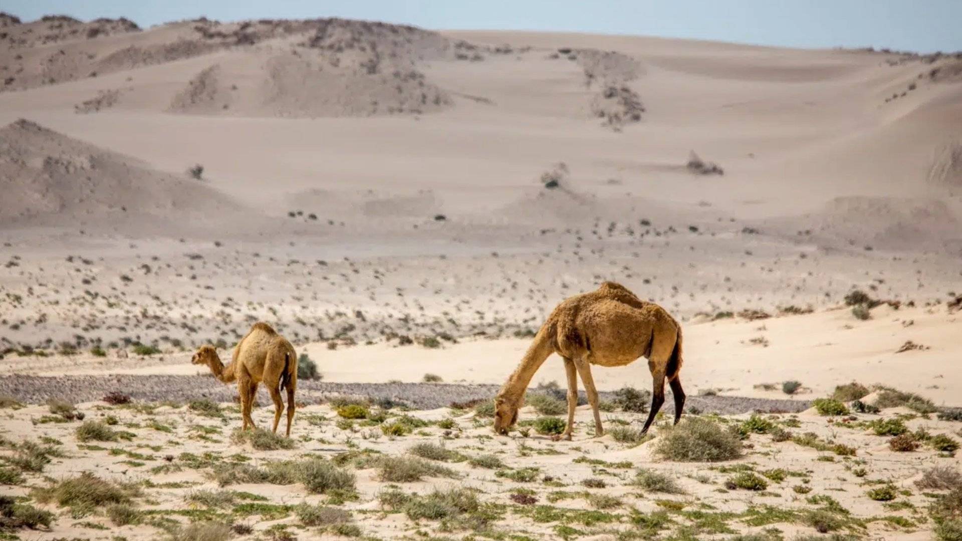 Two camels graze peacefully in Dakhla’s vast dunes under a clear sky, with no clocks, no schedules symbolizing how life here follows natural rhythm, not digital time, and how healing begins when you let go of the need to measure every moment.