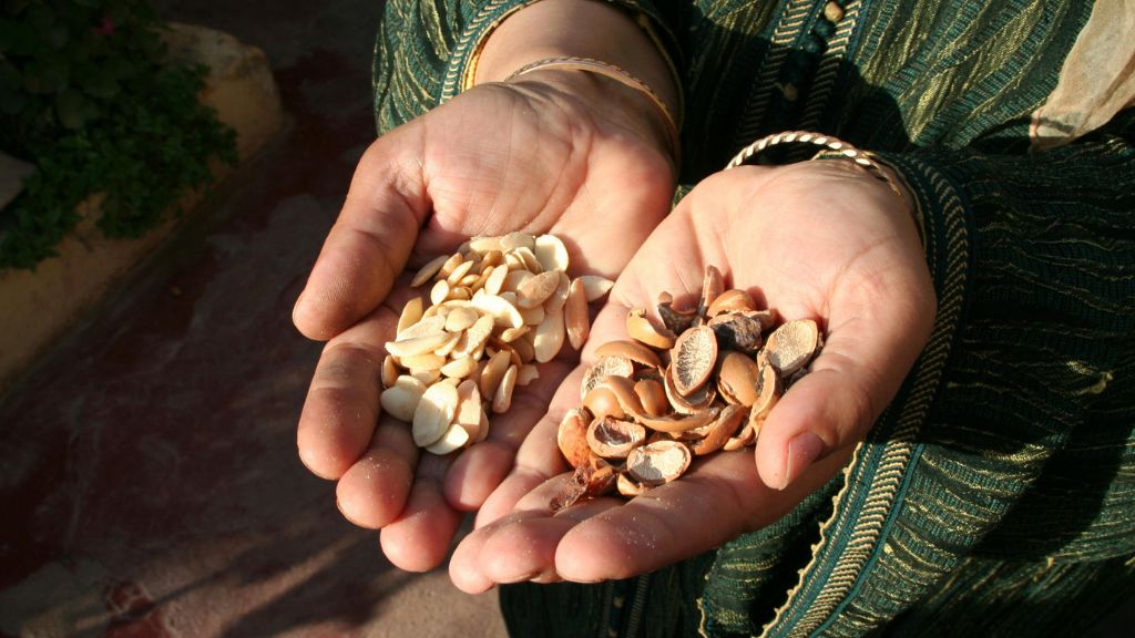 Hands holding raw argan nuts in Essaouira, symbol of traditional argan oil production and Moroccan superfood heritage.